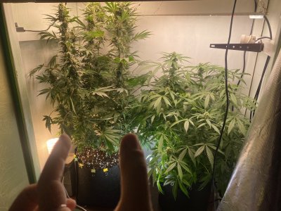 92C25966-DE42-407D-9547-67B2F0C02F8E.jpeg 92C25966-DE42-407D-9547-67B2F0C02F8E.jpeg