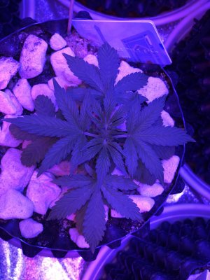 IMG_7463.JPG IMG_7463.JPG