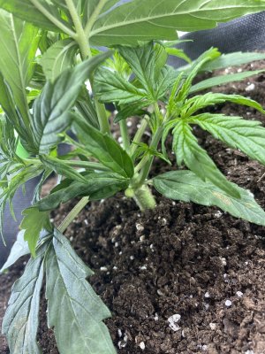 5B72408C-3F4C-437D-8A75-756A4BF4DE3A.jpeg 5B72408C-3F4C-437D-8A75-756A4BF4DE3A.jpeg