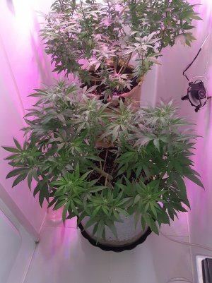 20221226_204615.jpg 20221226_204615.jpg