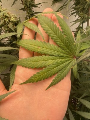 52801003-929D-4D0E-A852-91BF8BA31204.jpeg 52801003-929D-4D0E-A852-91BF8BA31204.jpeg