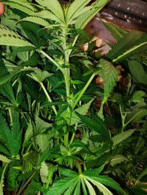 imgonline-com-ua-dexifdu75IXE3mi9j.jpg imgonline-com-ua-dexifdu75IXE3mi9j.jpg