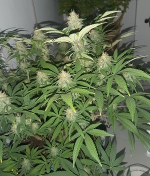 20221228_102825.jpg 20221228_102825.jpg