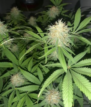 20221228_102731.jpg 20221228_102731.jpg