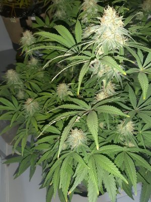 20221228_102703.jpg 20221228_102703.jpg