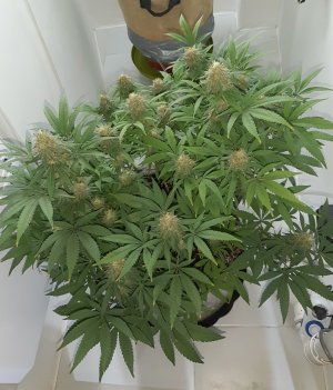 20221228_114032.jpg 20221228_114032.jpg