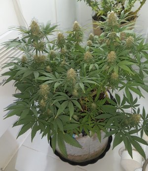 20221228_114014.jpg 20221228_114014.jpg