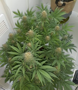 20221228_113957.jpg 20221228_113957.jpg