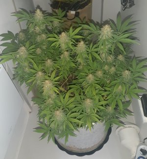 20221228_130100.jpg 20221228_130100.jpg