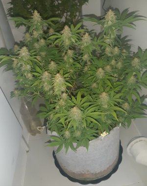 20221228_130040.jpg 20221228_130040.jpg