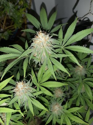 20221228_125535.jpg 20221228_125535.jpg