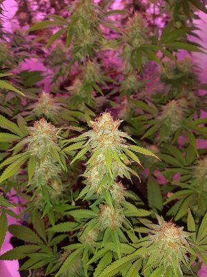 20221228_133922.jpg 20221228_133922.jpg