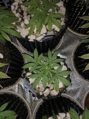 IMG_7487.JPG IMG_7487.JPG