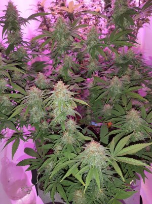 20221229_081648.jpg 20221229_081648.jpg