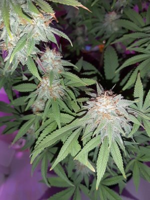 20221229_081703.jpg 20221229_081703.jpg