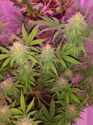 20221229_081722.jpg 20221229_081722.jpg