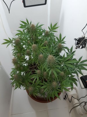 20221229_081622.jpg 20221229_081622.jpg