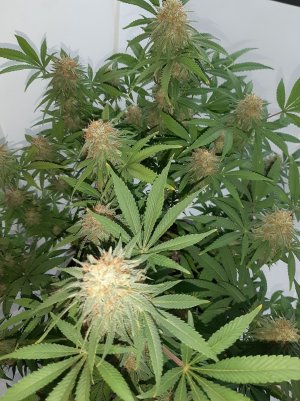 20221229_081610.jpg 20221229_081610.jpg