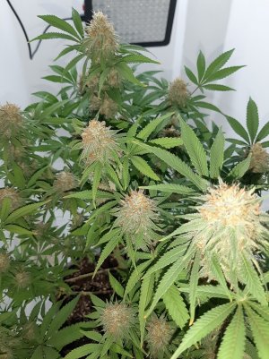 20221229_081541.jpg 20221229_081541.jpg