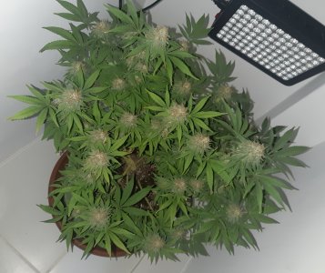 20221229_091515.jpg 20221229_091515.jpg