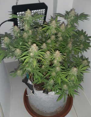 20221229_091423.jpg 20221229_091423.jpg