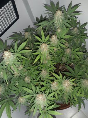 20221229_091408.jpg 20221229_091408.jpg