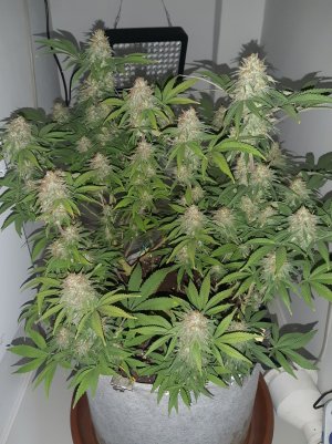 20221229_100904.jpg 20221229_100904.jpg