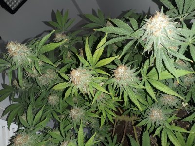 20221229_100740.jpg 20221229_100740.jpg