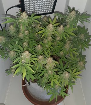 20221229_103811.jpg 20221229_103811.jpg