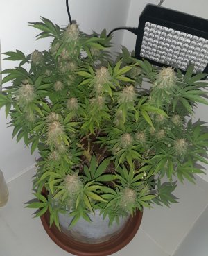 20221229_103737.jpg 20221229_103737.jpg