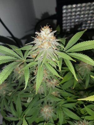 20221229_103711.jpg 20221229_103711.jpg