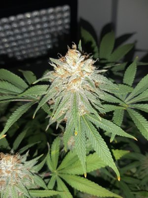 20221229_103659.jpg 20221229_103659.jpg