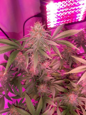 20221229_103533.jpg 20221229_103533.jpg