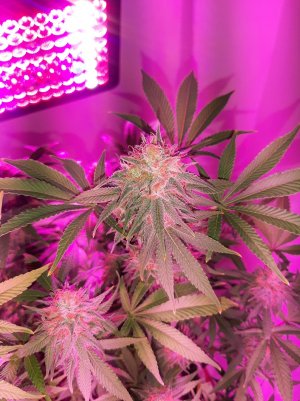 20221229_103520.jpg 20221229_103520.jpg