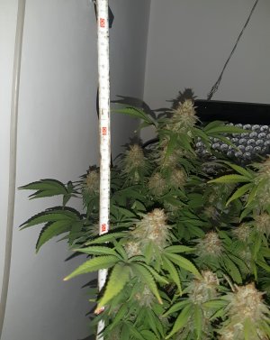 20221229_224115.jpg 20221229_224115.jpg