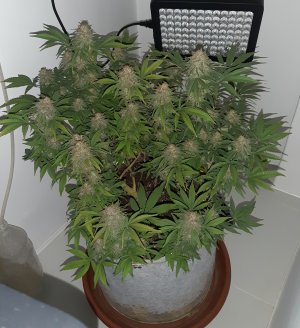 20221230_093319.jpg 20221230_093319.jpg