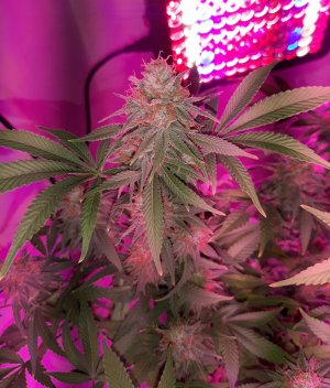 20221230_093153.jpg 20221230_093153.jpg