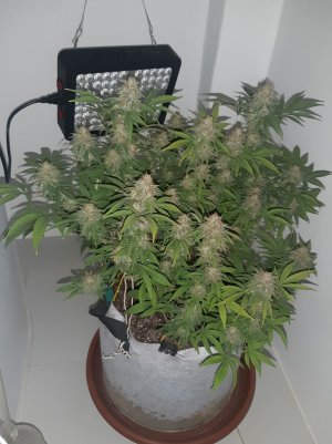 20221230_093114.jpg 20221230_093114.jpg