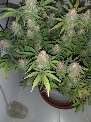 20221230_110159.jpg 20221230_110159.jpg