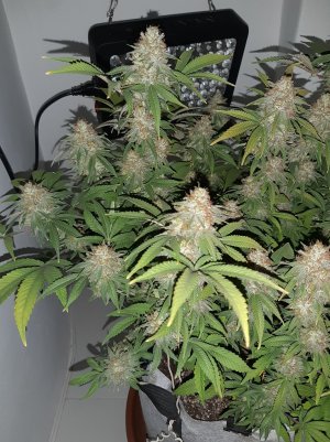 20221230_110103.jpg 20221230_110103.jpg