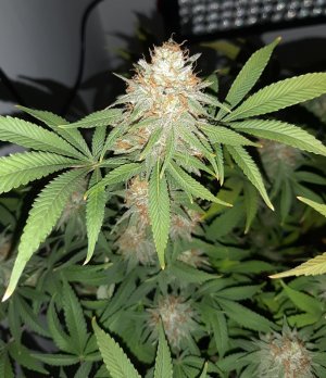 20221230_110130.jpg 20221230_110130.jpg