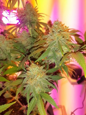 20221231_092318.jpg 20221231_092318.jpg