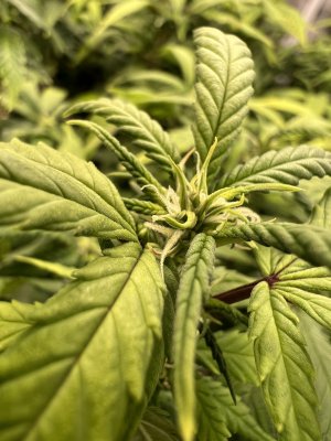 27157FB0-0943-46B2-AA4B-24F6E840FA33.jpeg 27157FB0-0943-46B2-AA4B-24F6E840FA33.jpeg