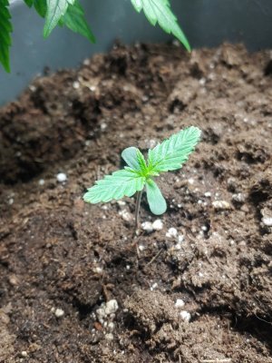 IMG_20221231_123315_522.jpg IMG_20221231_123315_522.jpg