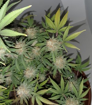 20221231_202527.jpg 20221231_202527.jpg