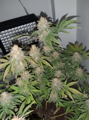 20221231_202504.jpg 20221231_202504.jpg