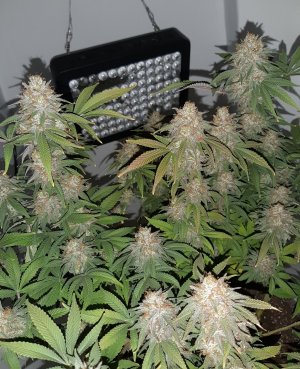 20221231_202450.jpg 20221231_202450.jpg