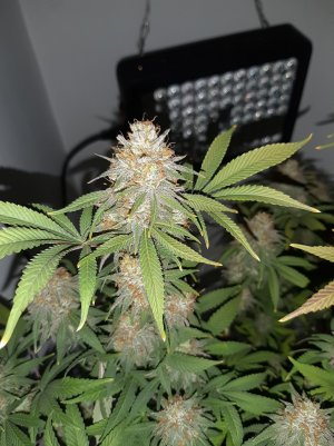 20221231_202421.jpg 20221231_202421.jpg