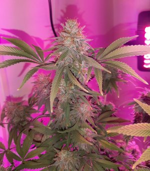 20221231_202334.jpg 20221231_202334.jpg