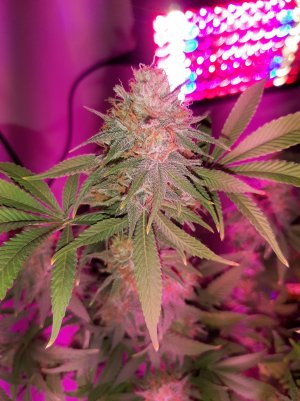 20221231_202352.jpg 20221231_202352.jpg